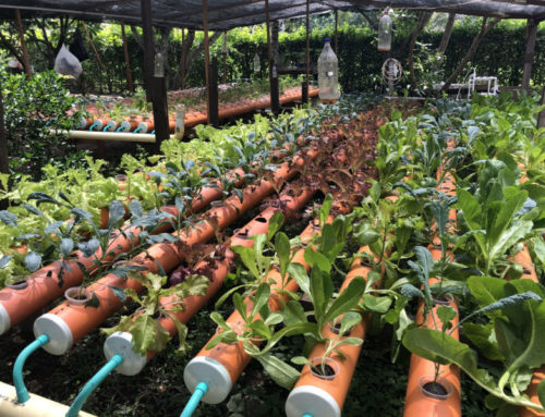 AGRICULTURA URBANA – URBAN FARMING